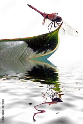 Papier peint  libellule sur feuille de strelitzia