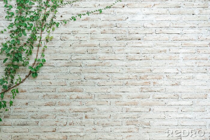 Papier peint  Lierre sur un mur de brique beige