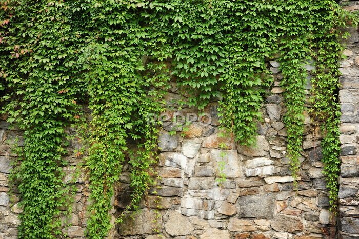 Papier peint  Lierre vert