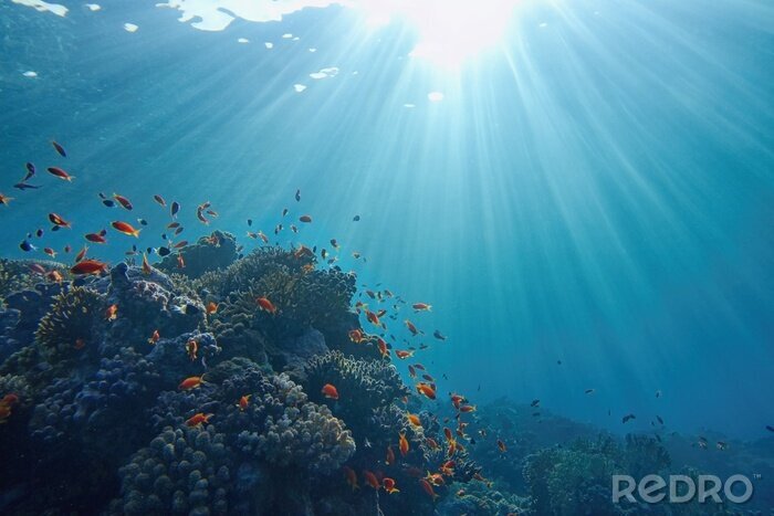 Papier peint  Life-giving sunlight underwater. Sun beams shinning underwater on the tropical coral reef. Ecosystem and environment conservatio