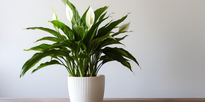 Papier peint  Lily in minimalist pot as houseplant for home decoration, Strelitzia, Cozy hobby growing indoor plants at home, Peace Lily Houseplant,  generative ai 