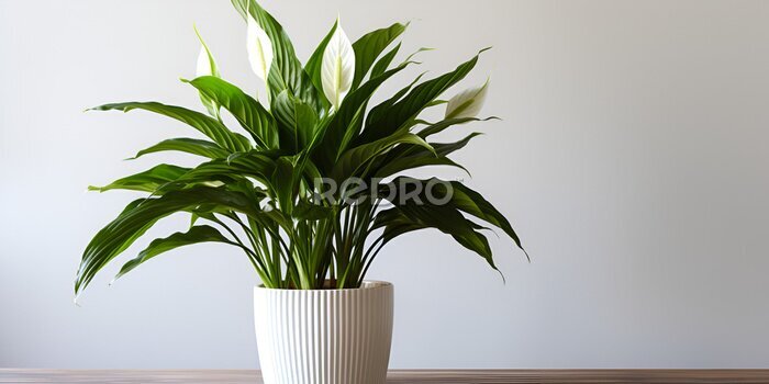 Papier peint  Lily in minimalist pot as houseplant for home decoration, Strelitzia, Cozy hobby growing indoor plants at home, Peace Lily Houseplant,  generative ai 