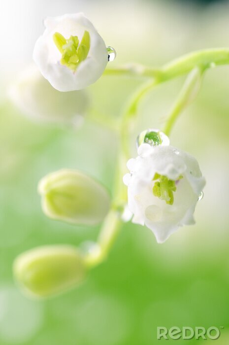 Papier peint  Lily of the valley