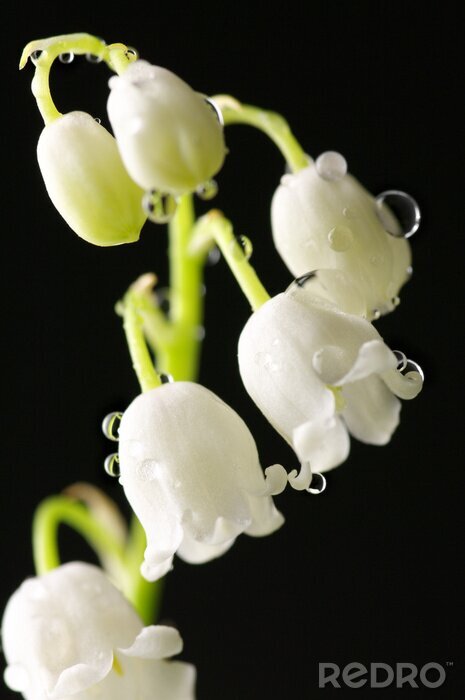 Papier peint  Lily of the valley