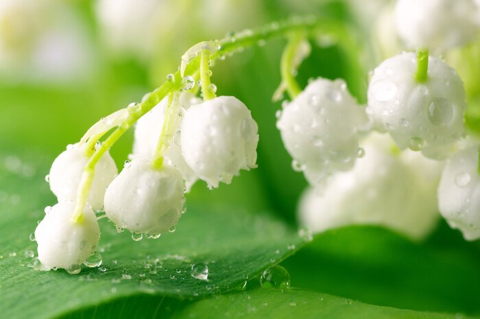 Papier peint  Lily of the valley