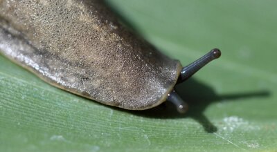 Papier peint  limace sur feuille de strelitzia