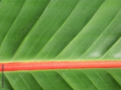 Papier peint  limbe de Strelitzia