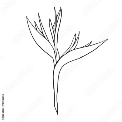 Papier peint  Line art strelitzia or Bird of Paradise flower illustration. outline sketch hand drawn