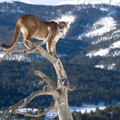 Lion animal sur le fond des montagnes