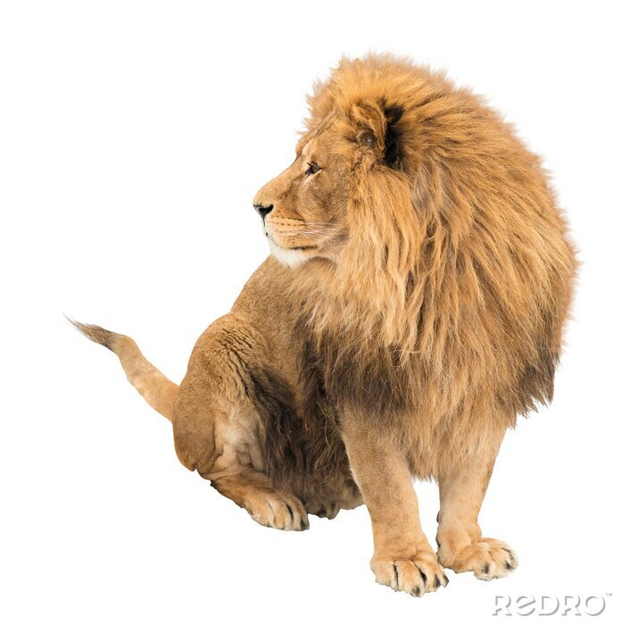 Papier peint  Lion assis fond clair