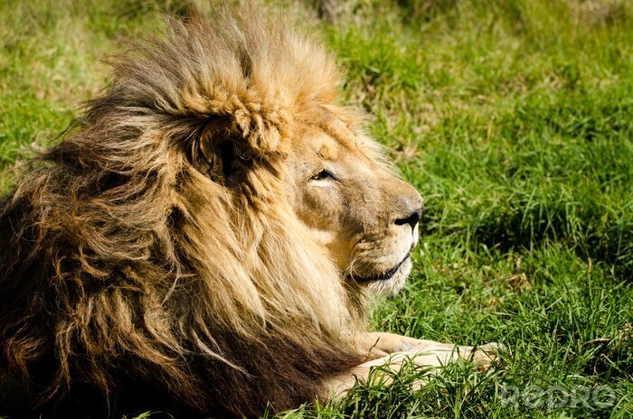 Papier peint  Lion au repos