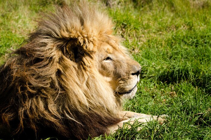 Papier peint  Lion au repos