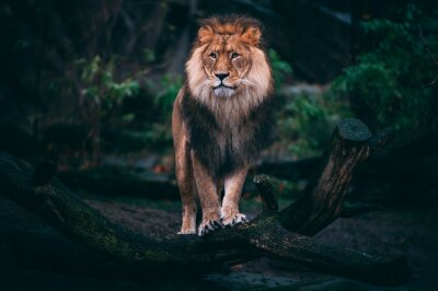 Papier peint  Lion avec une crinière touffue dans la jungle
