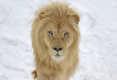Lion blanc dans la neige