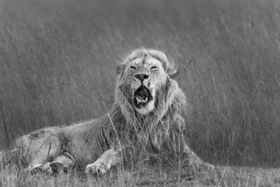 Papier peint  Lion couché dans l'herbe conception noir et blanc