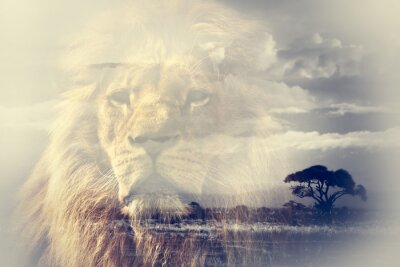 Lion d'Afrique avec la savane en arrière-plan