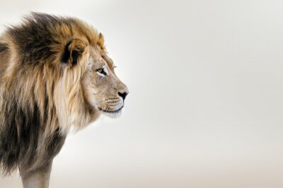 Papier peint  Lion d'Afrique dans le désert