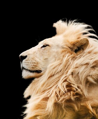 Lion d'Afrique dans une pose fière