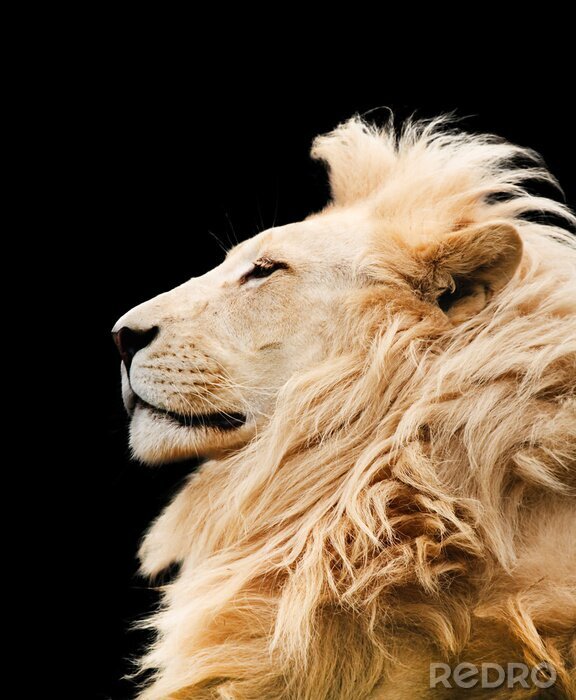 Papier peint  Lion d'Afrique dans une pose fière