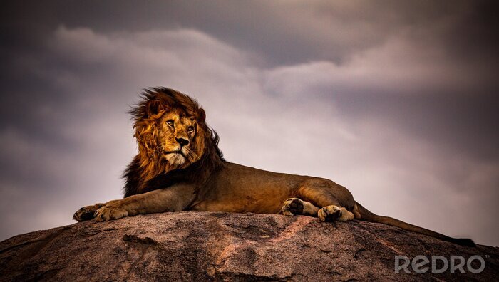 Papier peint  Lion d'Afrique sur un rocher