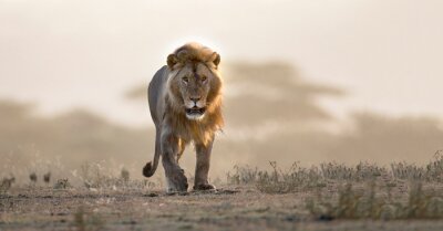 Papier peint  Lion dans la savane