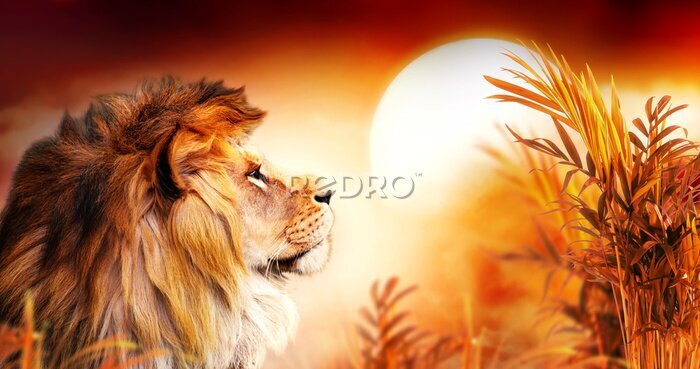 Papier peint  Lion dans la savane au coucher du soleil