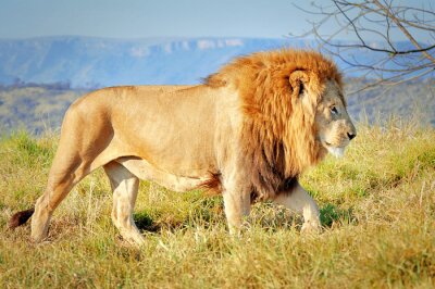 Papier peint  Lion en Afrique