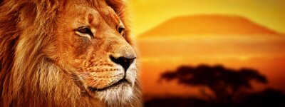 Lion et coucher de soleil en Afrique
