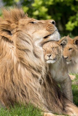 Lion et lionceaux