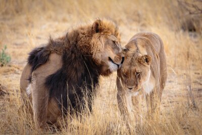 Lion et lionne dans les hautes herbes