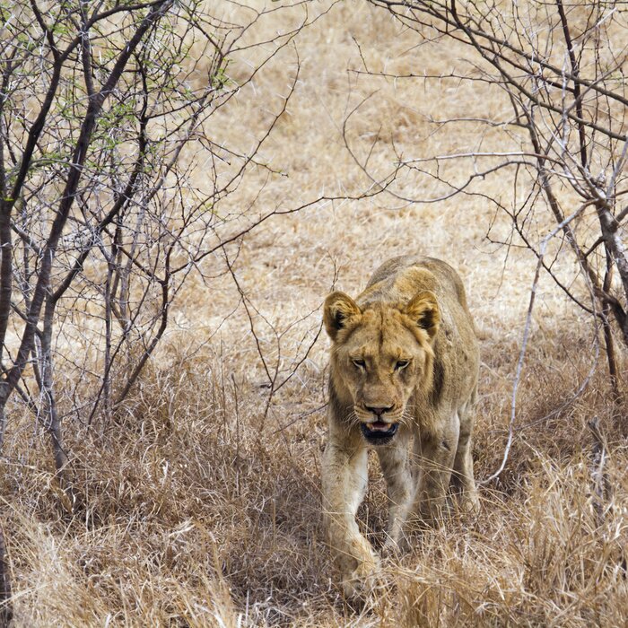 Papier peint  Lion, Kruger, national, Parc