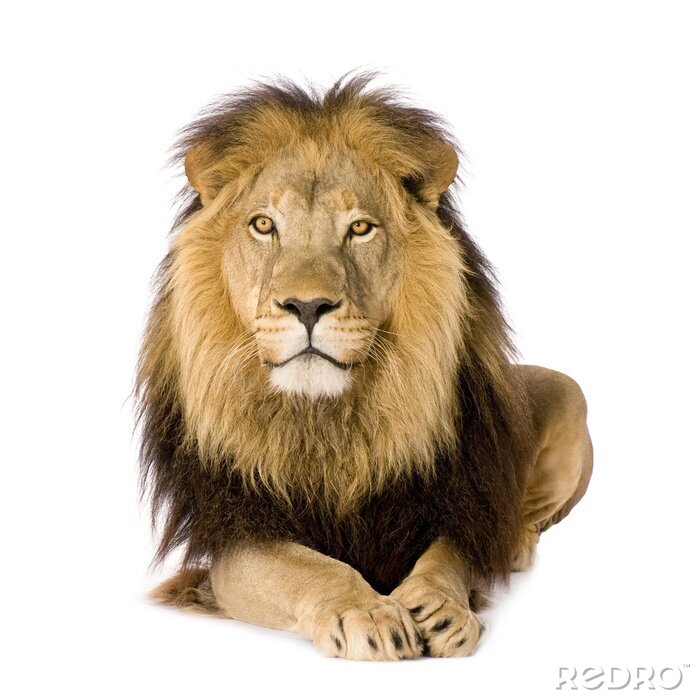 Papier peint  Lion majestueux lion aux yeux d'or