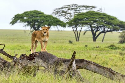 Papier peint  Lion safari en Afrique