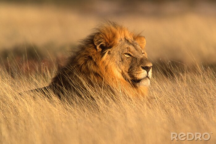 Papier peint  Lion sur la savane dans l'herbe