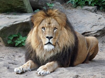 Lion sur le sable