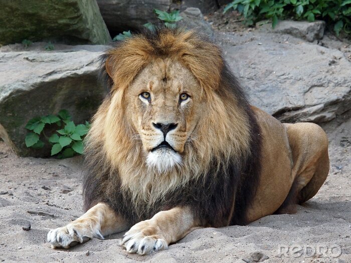 Papier peint  Lion sur le sable