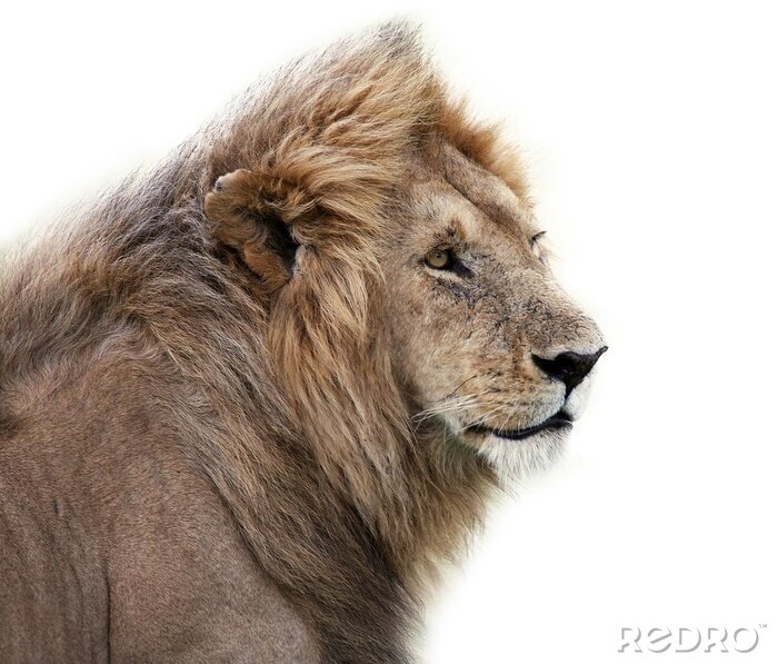 Papier peint  Lion sur un fond clair