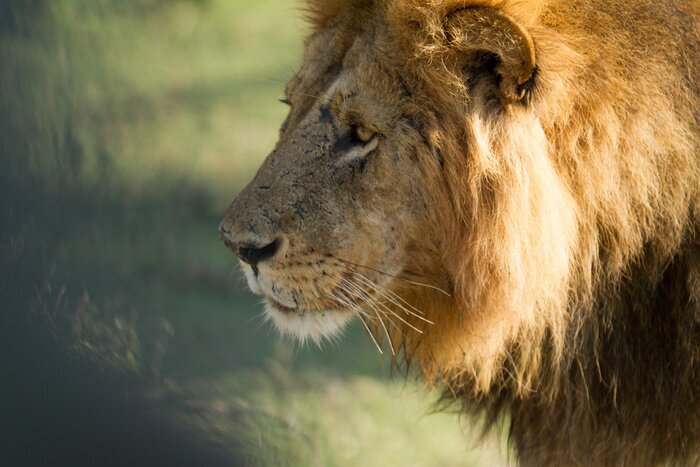 Papier peint  Lion sur un fond flou