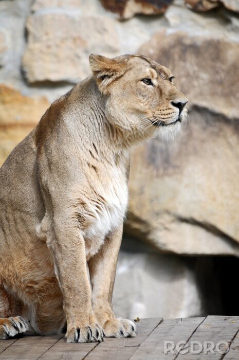 Papier peint  Lionne assise dans le zoo