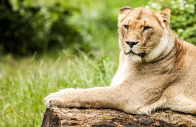 Papier peint  Lionne couchée sur le bois