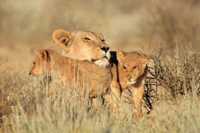 Lionne et lionceaux dans la brousse