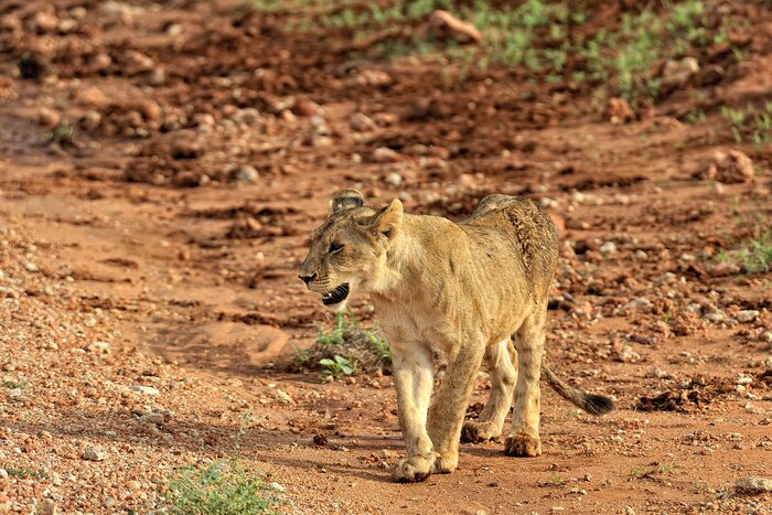 Papier peint  Lionne marchant sur un chemin de sable