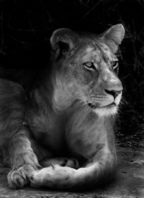 Lionne noire et blanche d'Afrique
