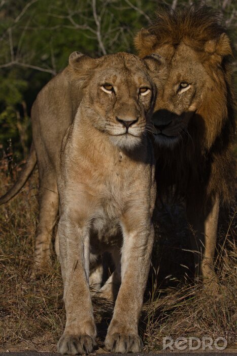 Papier peint  Lions de accouplement, le parc national Kruger, en Afrique du Sud