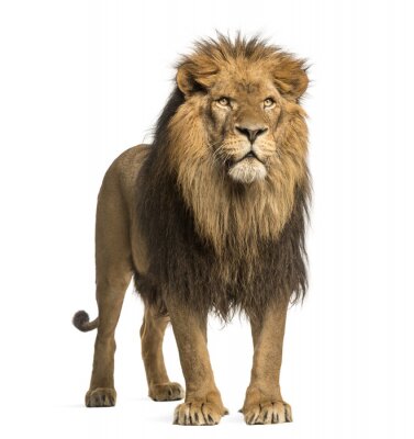 Lions silhouette d'un lion avec un regard menaçant
