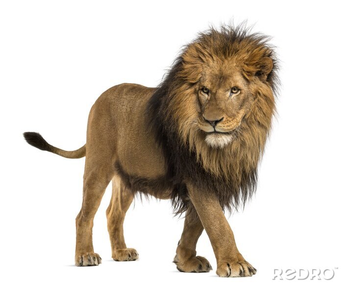 Papier peint  Lions silhouette d'un lion en mouvement