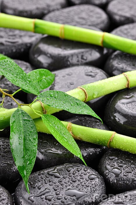 Papier peint  Líščie z bambusami na kamieniach faire spa