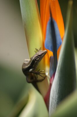 Papier peint  lizard on a bird of paradise strelitzia
