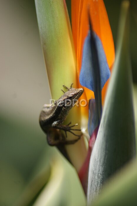 Papier peint  lizard on a bird of paradise strelitzia