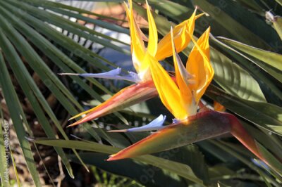 Papier peint  L’oiseau de paradis (strelitzia)